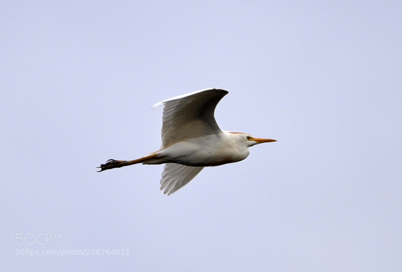Canon EOS-1D X Mark II sample photo. 05-06-18-0016443.jpg photography