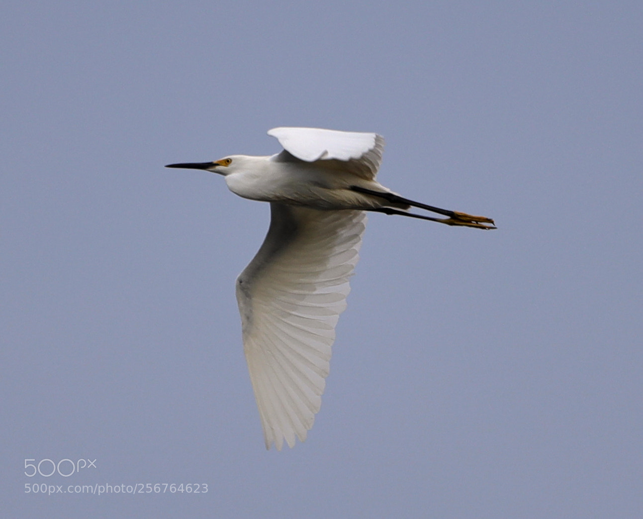 Canon EOS-1D X Mark II sample photo. 05-06-18-0016439.jpg photography