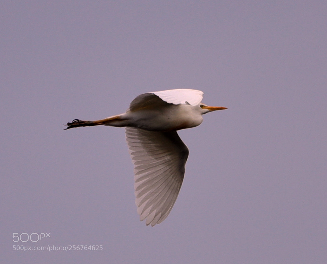 Canon EOS-1D X Mark II sample photo. 05-06-18-0016442.jpg photography