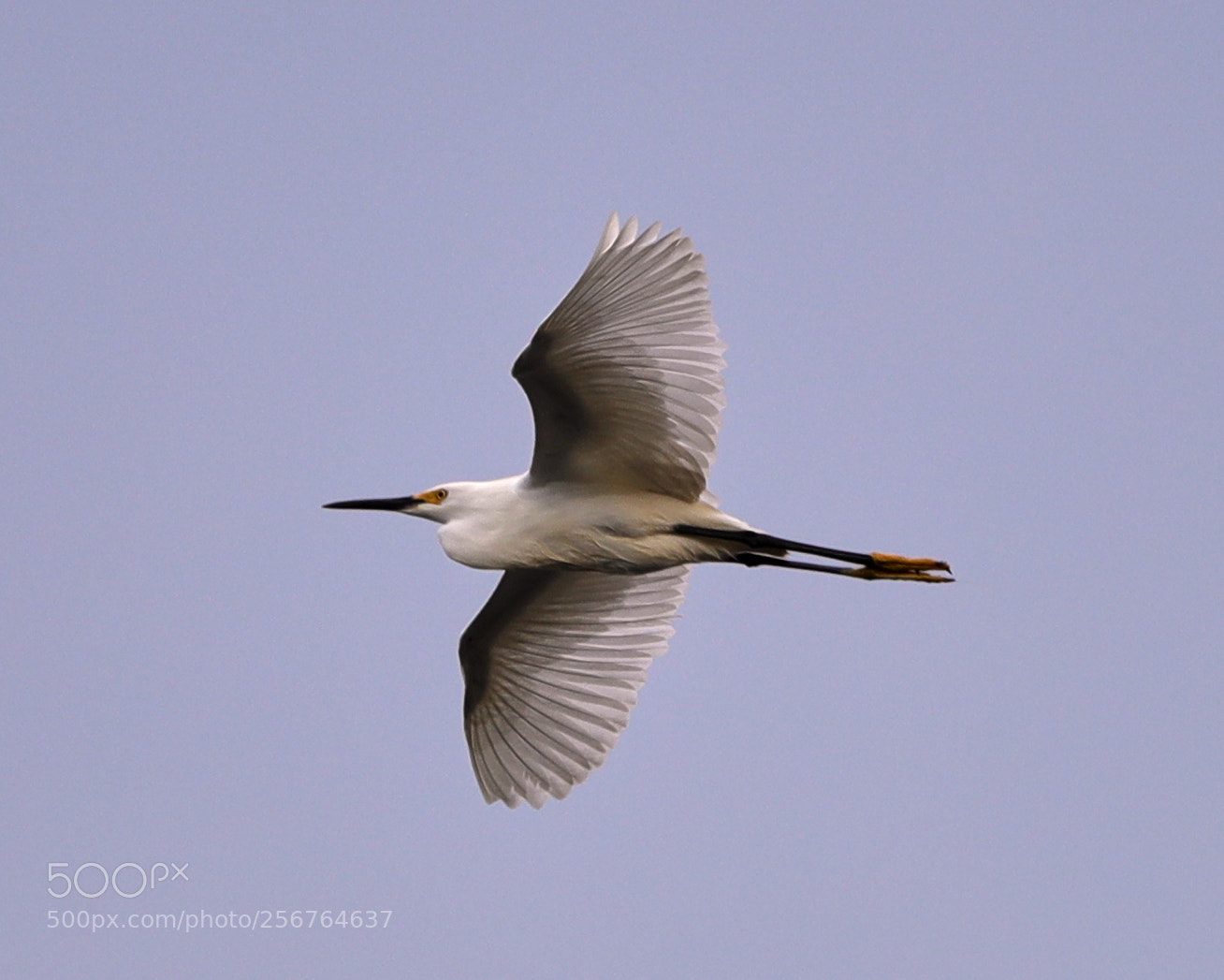 Canon EOS-1D X Mark II sample photo. 05-06-18-0016438.jpg photography