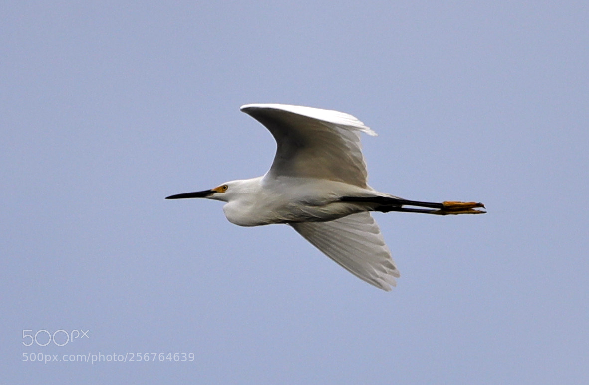 Canon EOS-1D X Mark II sample photo. 05-06-18-0016437.jpg photography