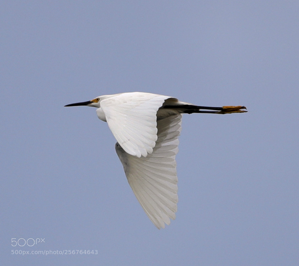 Canon EOS-1D X Mark II sample photo. 05-06-18-0016436.jpg photography