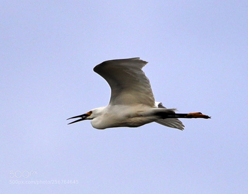 Canon EOS-1D X Mark II sample photo. 05-06-18-0016435.jpg photography