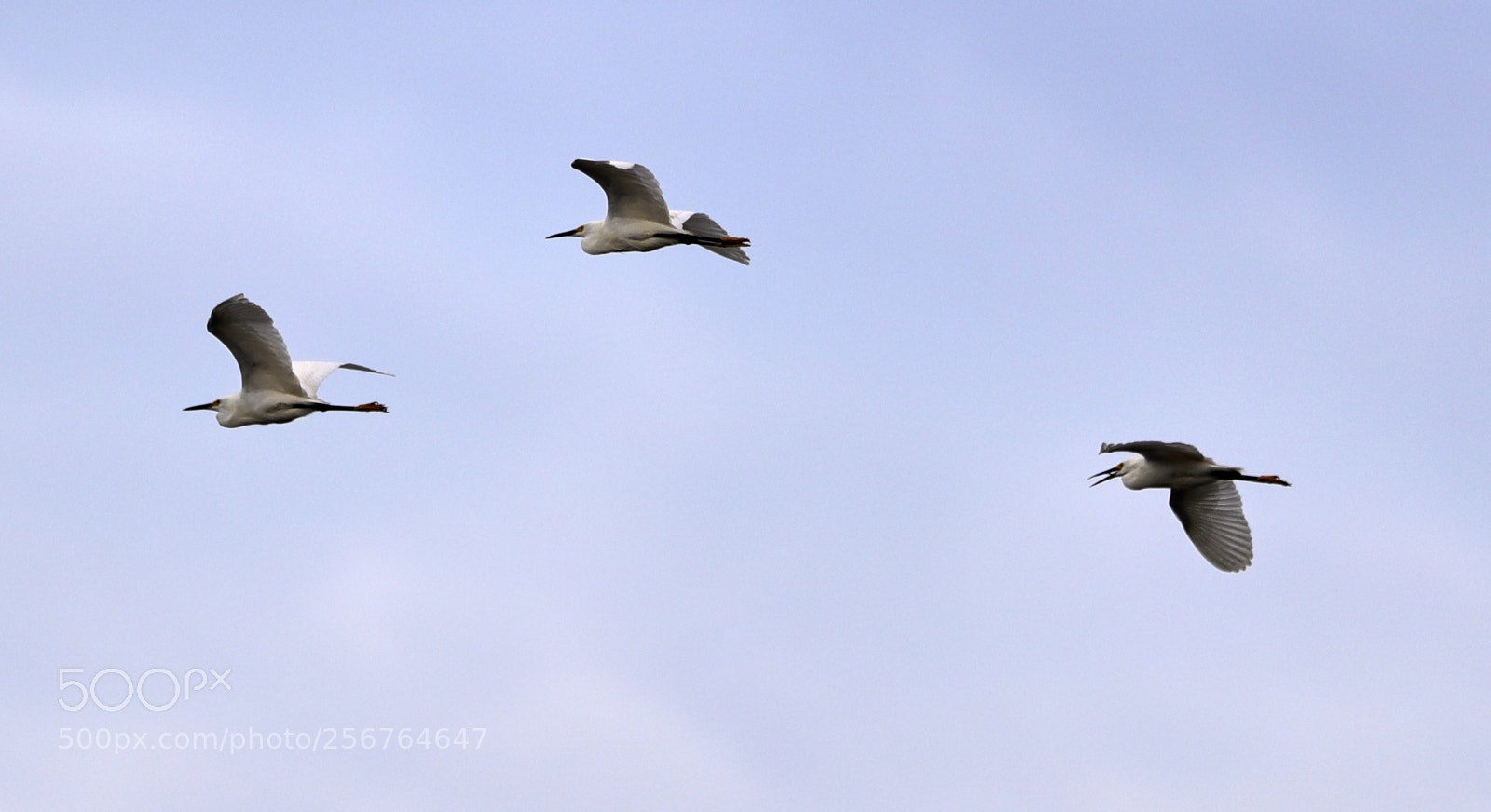 Canon EOS-1D X Mark II sample photo. 05-06-18-0016434.jpg photography