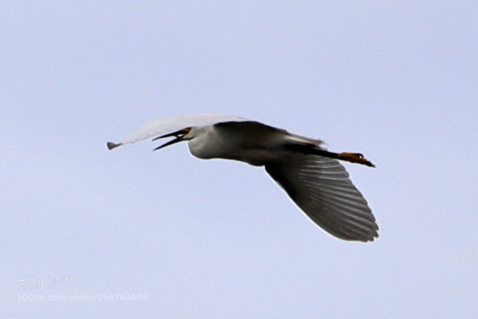 Canon EOS-1D X Mark II sample photo. 05-06-18-0016433.jpg photography