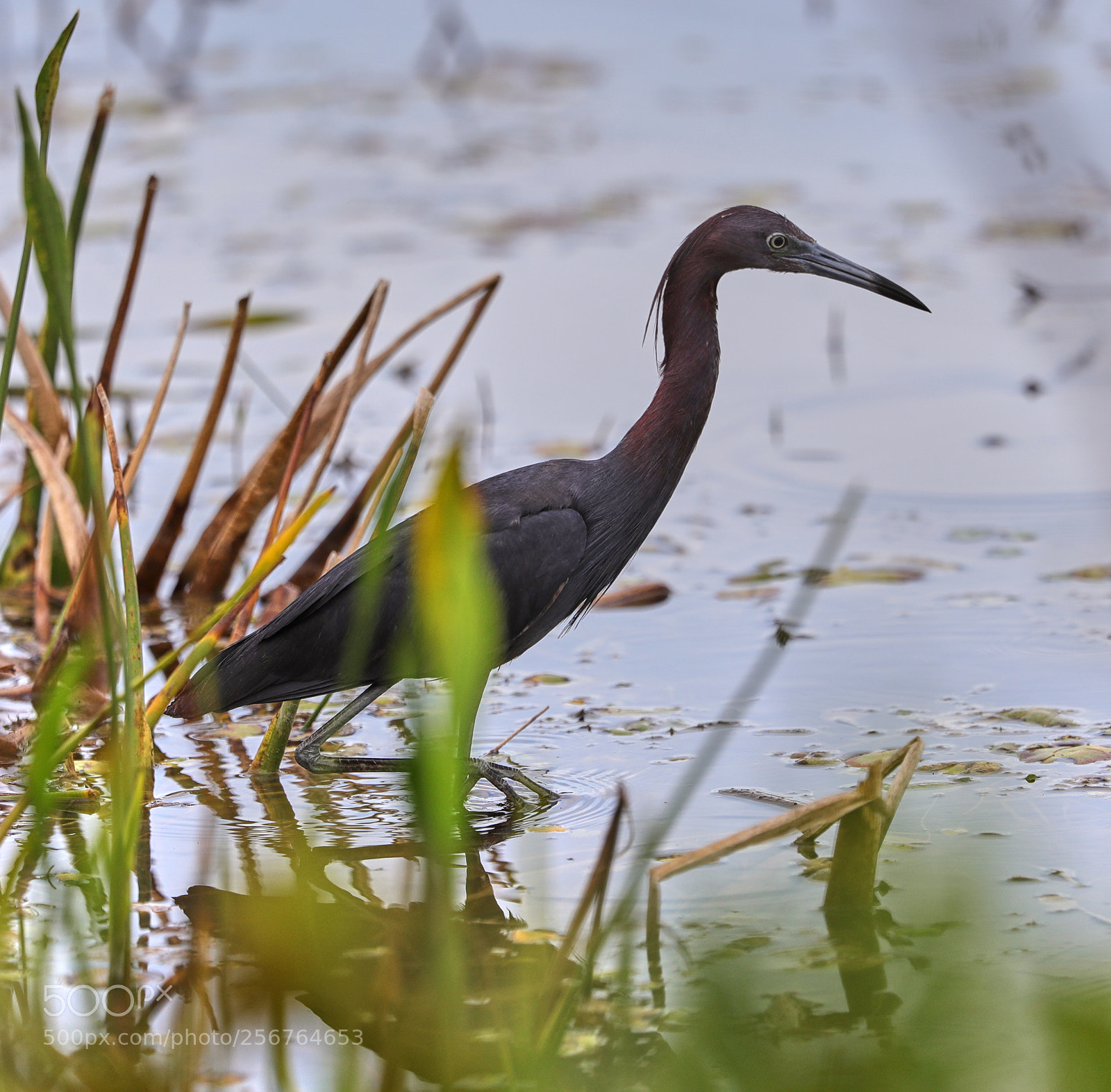 Canon EOS-1D X Mark II sample photo. 05-06-18-0016428.jpg photography