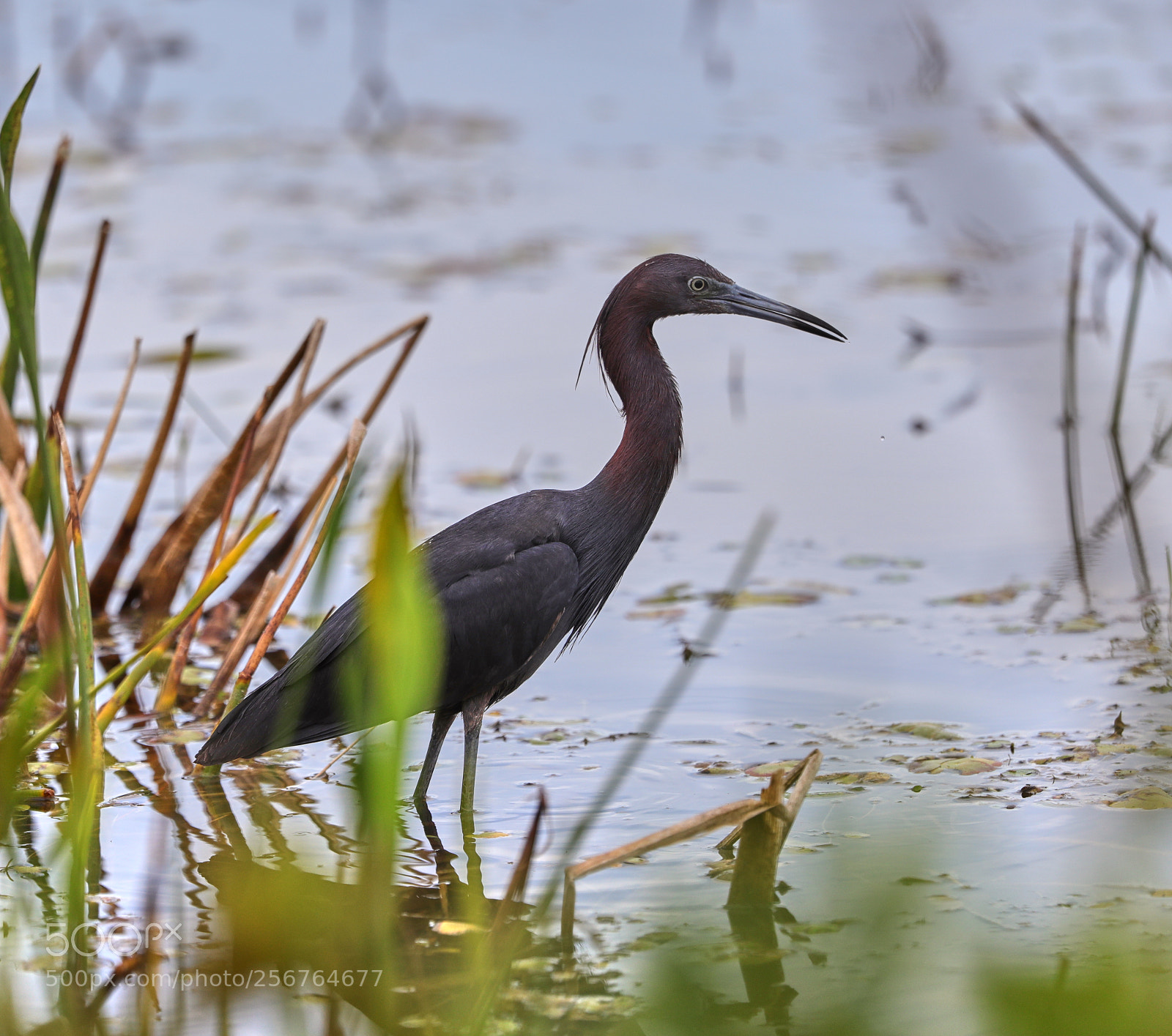 Canon EOS-1D X Mark II sample photo. 05-06-18-0016427.jpg photography