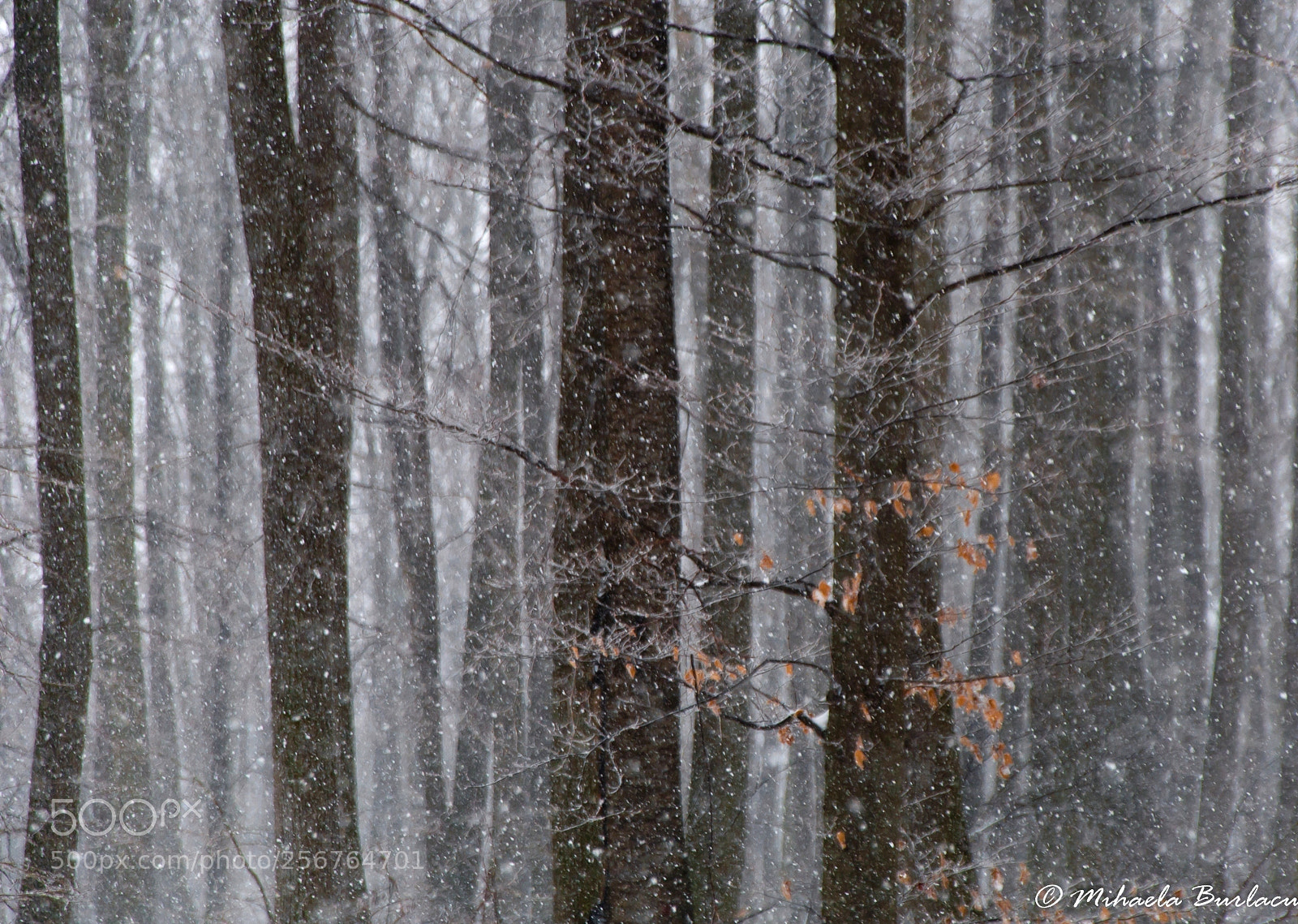 Nikon D90 sample photo. Forest tales photography