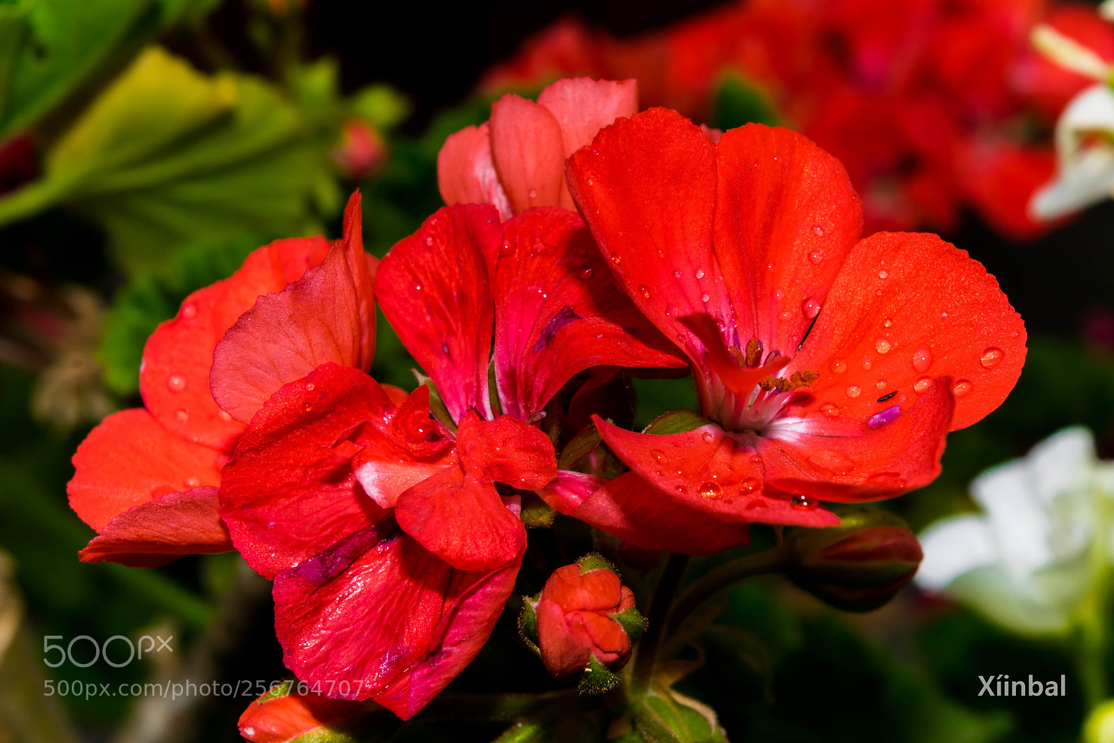 Nikon D3300 sample photo. Flores de borda photography