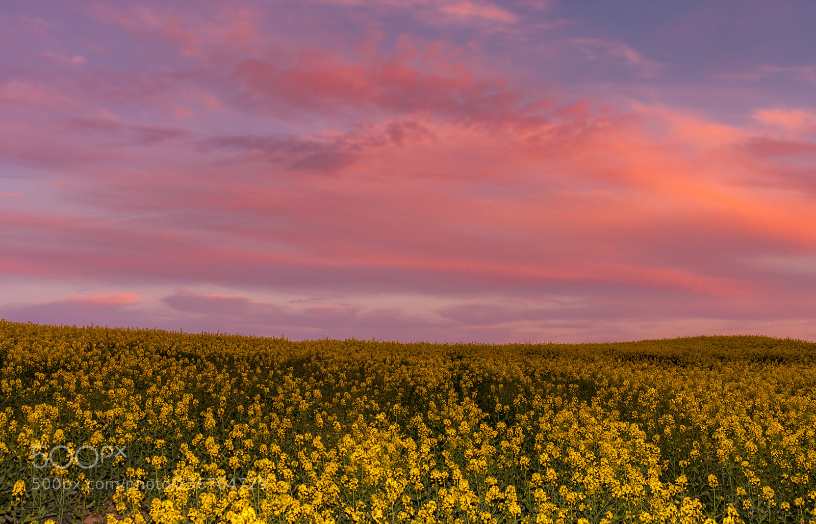 Canon EOS 40D sample photo. Oilseed field photography