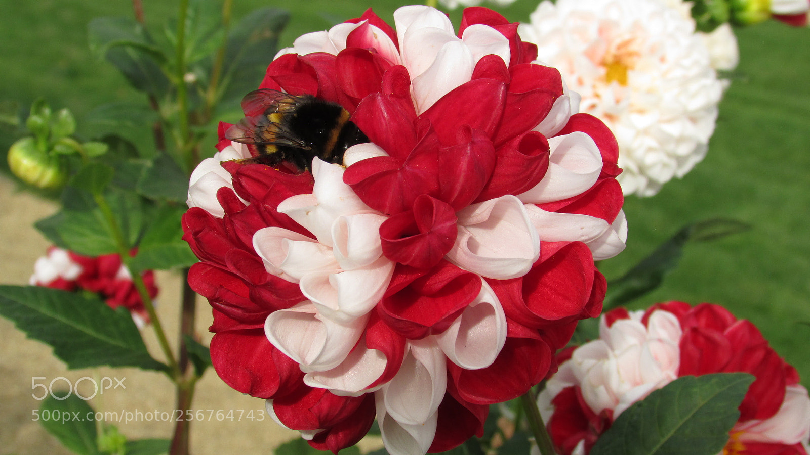 Canon PowerShot SX500 IS sample photo. Red and white dahlia photography