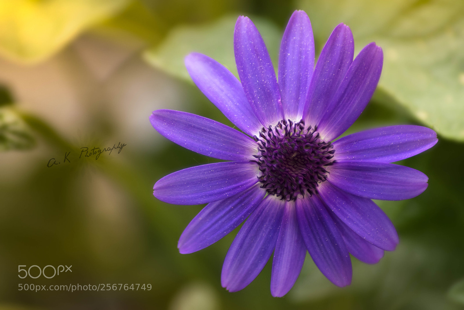 Nikon D750 sample photo. Spring photography