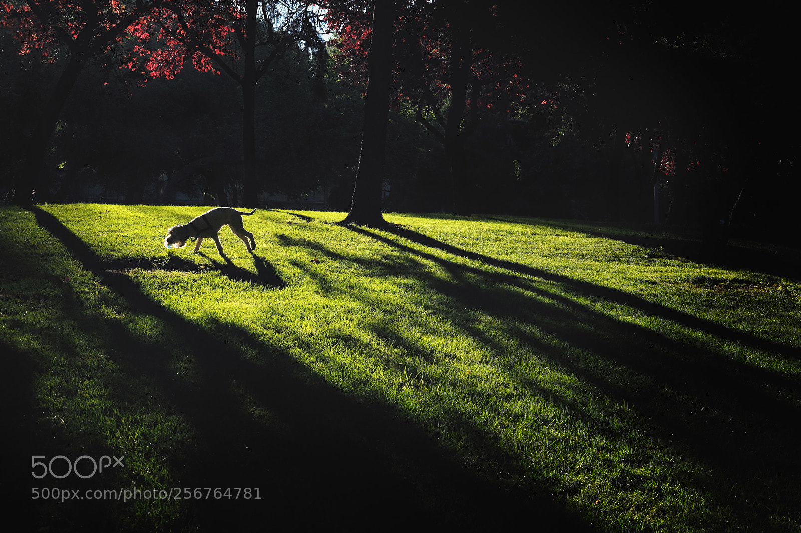 Fujifilm X-Pro2 sample photo. Dog shadow photography
