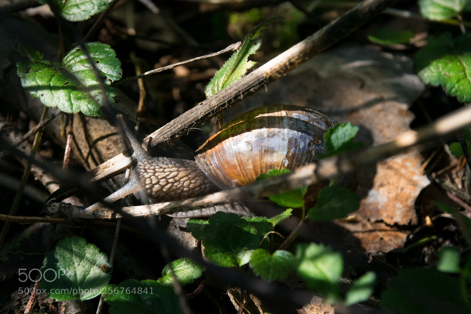 Nikon D3300 sample photo. Anail in the wood photography