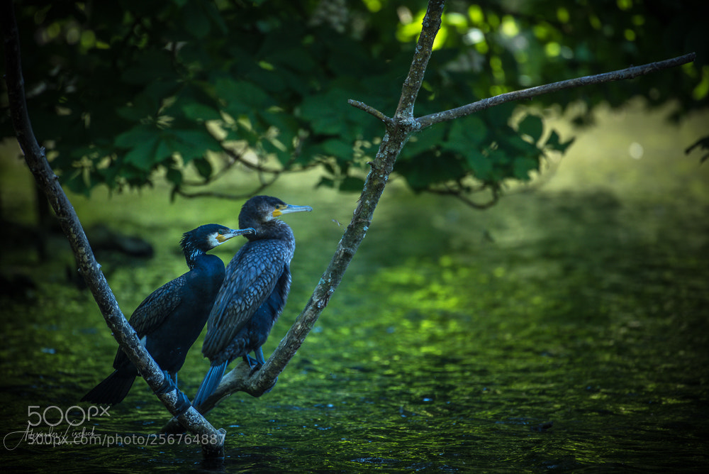 Nikon D750 sample photo. Birds. photography