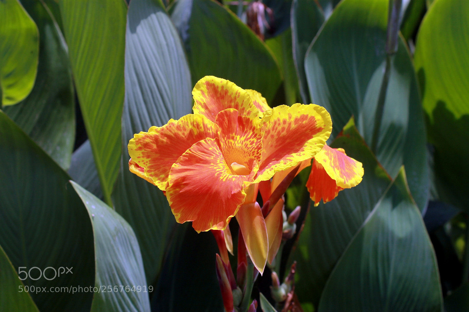 Canon EOS 1100D (EOS Rebel T3 / EOS Kiss X50) sample photo. Canna lily photography
