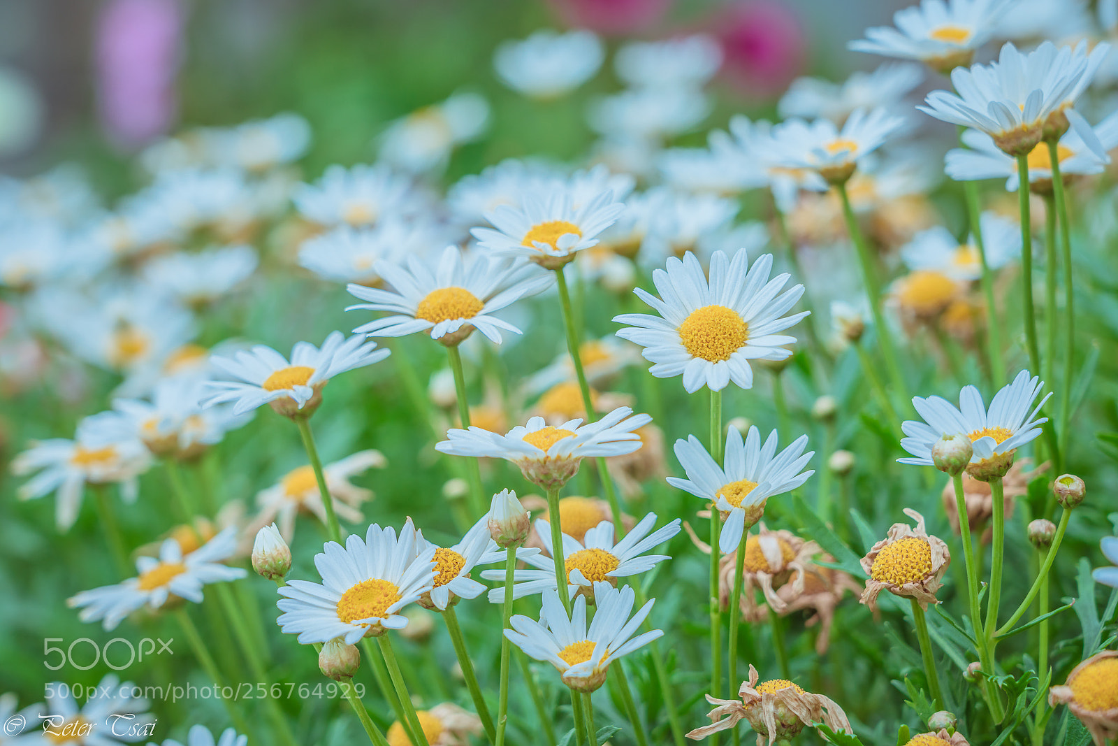 Sony a7R III sample photo. 大濱菊 photography