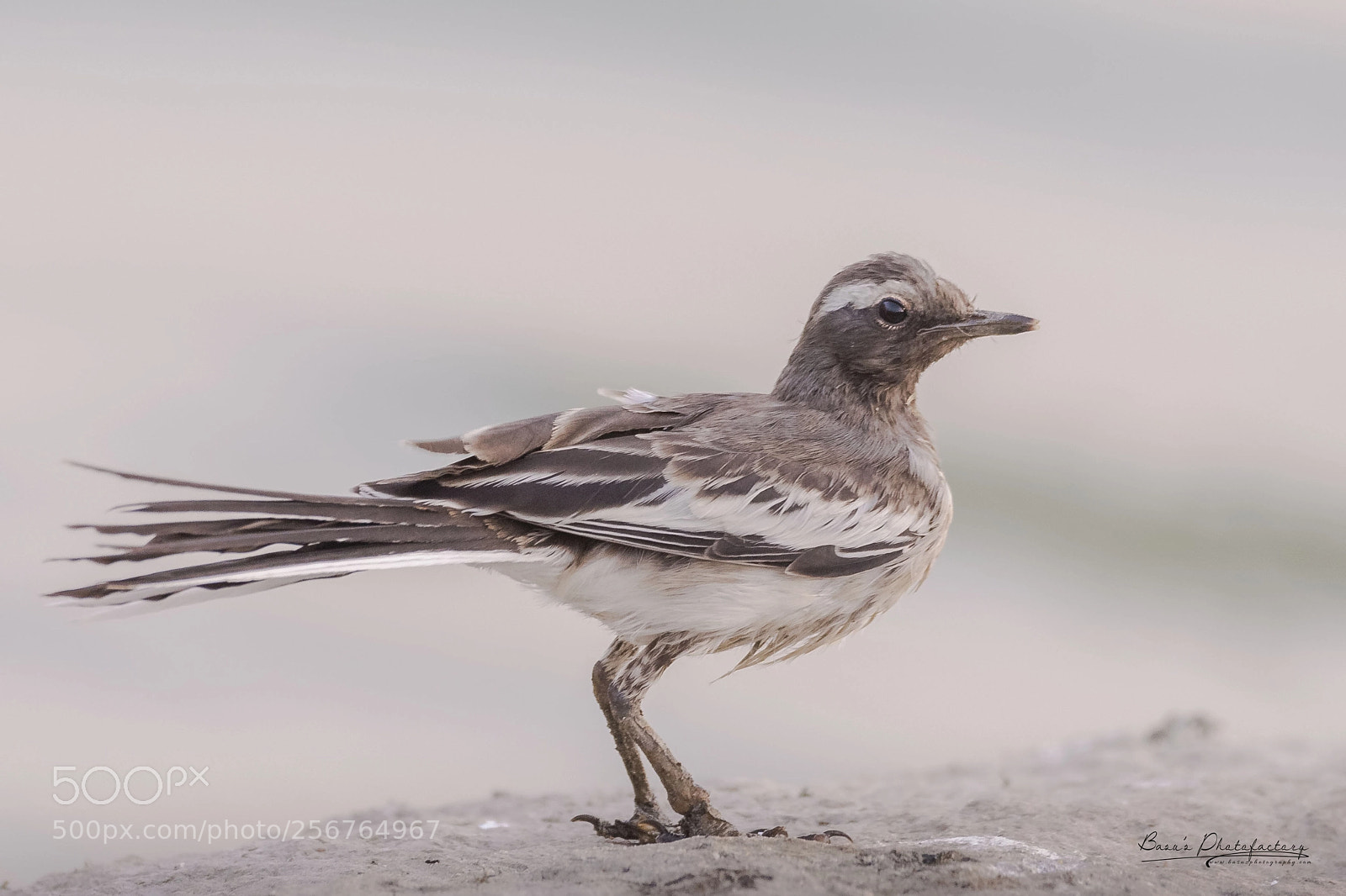 Nikon D810 sample photo. White-browed wagtail photography