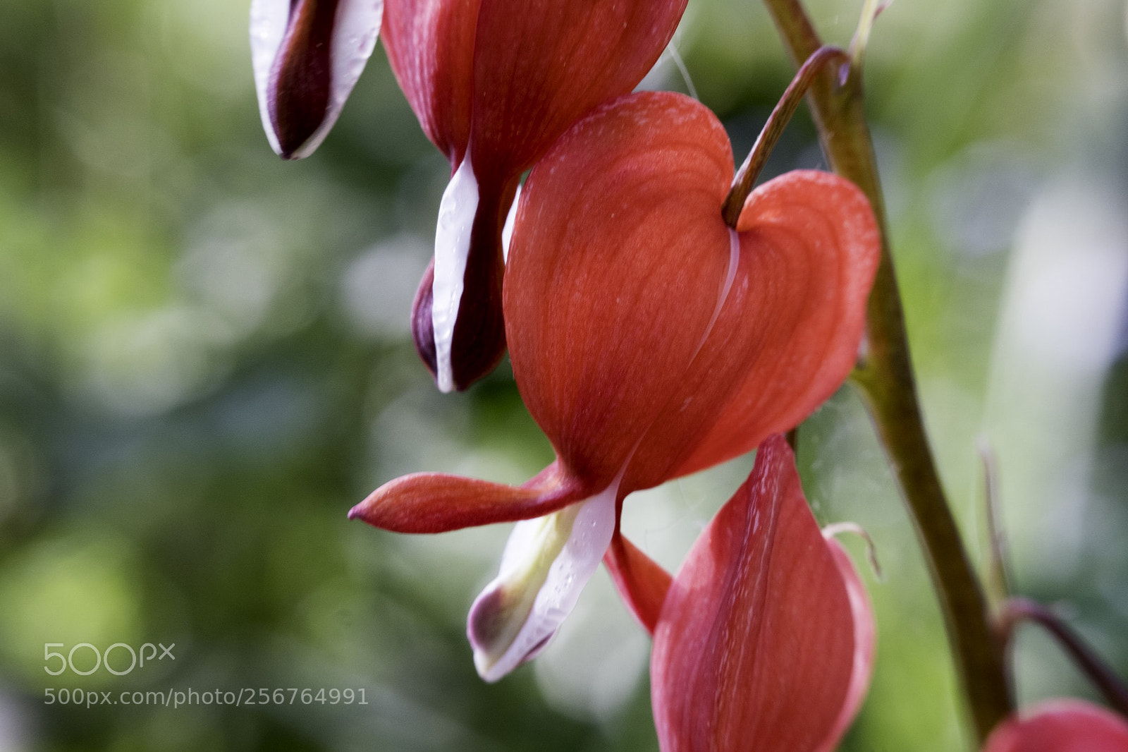Fujifilm X-T20 sample photo. Bleeding heart photography