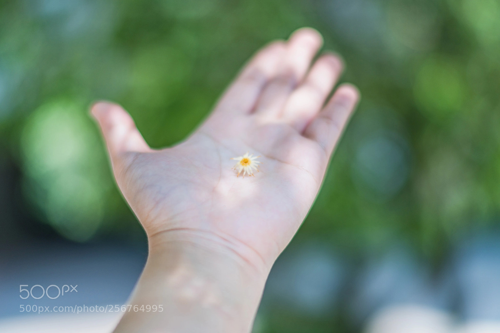 Nikon D850 sample photo. Little flower in my photography