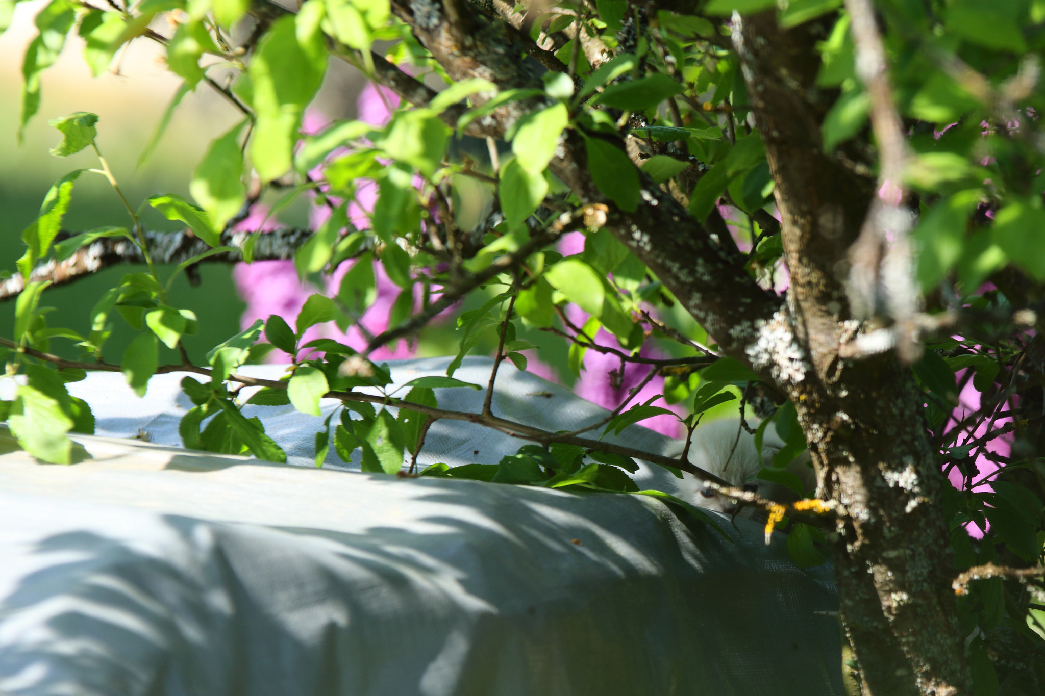 Sigma 70-200mm F2.8 EX DG OS HSM sample photo. Cache-cache photography
