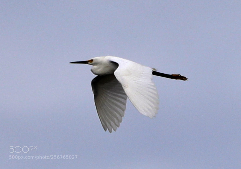 Canon EOS-1D X Mark II sample photo. 05-06-18-0016412.jpg photography
