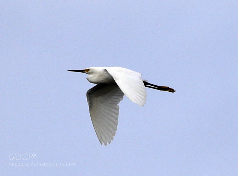 Canon EOS-1D X Mark II sample photo. 05-06-18-0016411.jpg photography