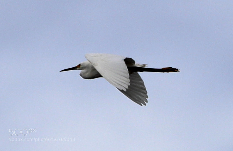 Canon EOS-1D X Mark II sample photo. 05-06-18-0016409.jpg photography