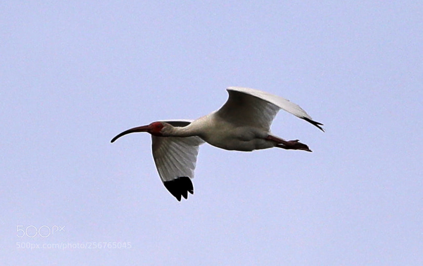 Canon EOS-1D X Mark II sample photo. 05-06-18-0016402.jpg photography