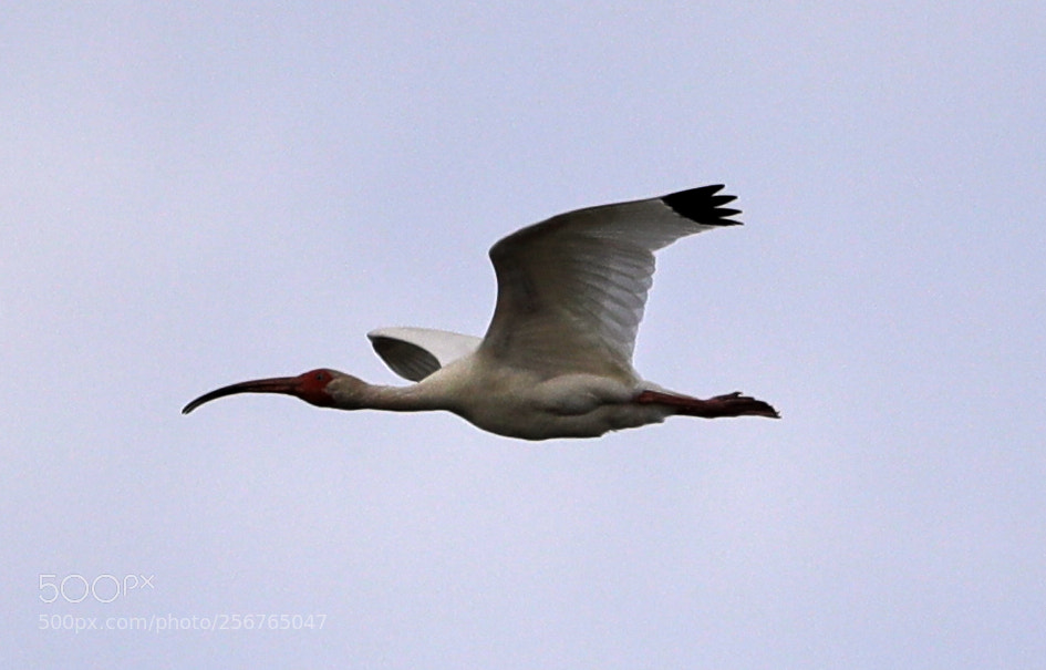 Canon EOS-1D X Mark II sample photo. 05-06-18-0016401.jpg photography