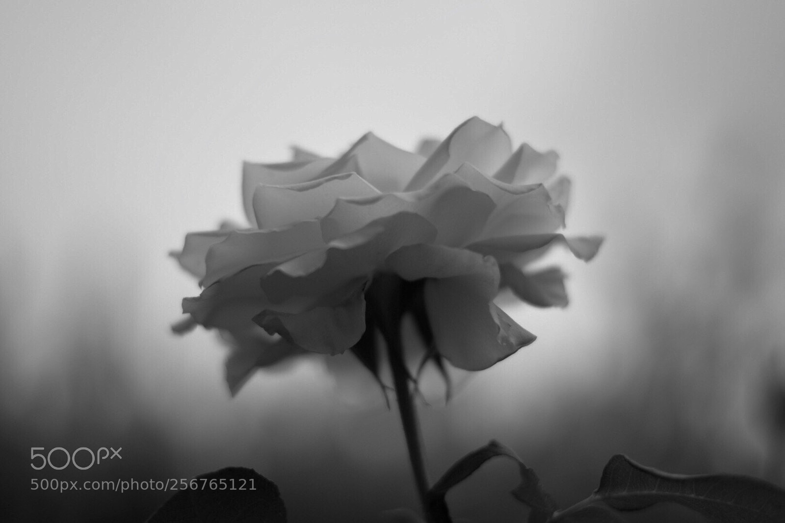 Nikon D3300 sample photo. Every rose has it photography