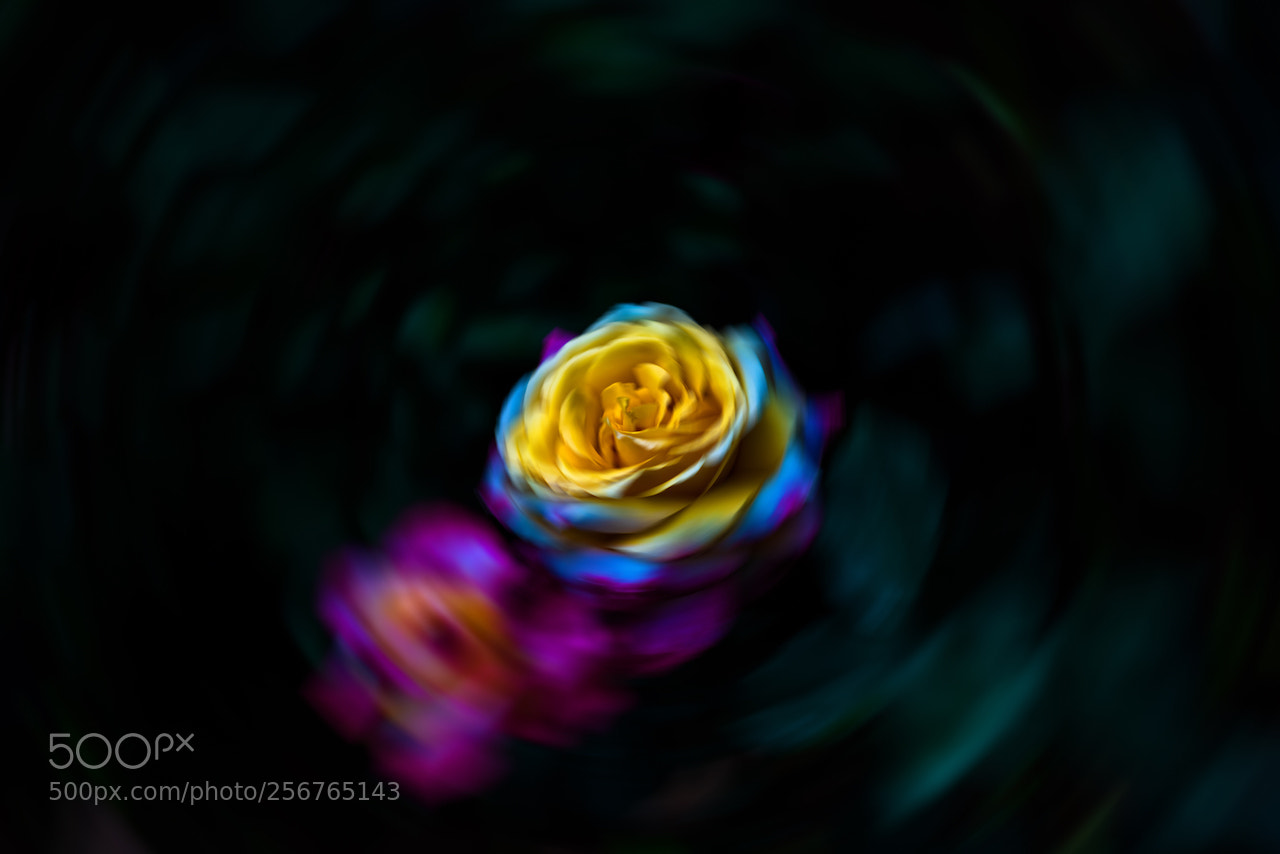Nikon D810 sample photo. Multi colored rose photography