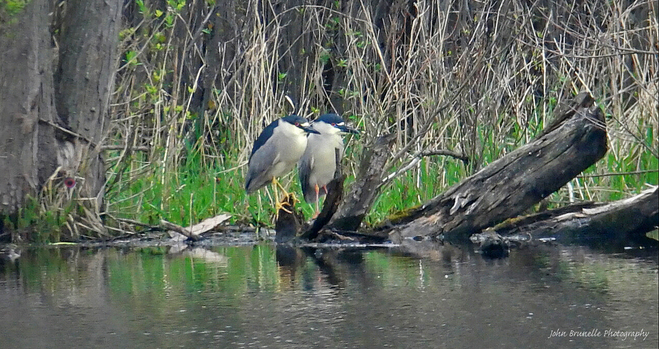 Samsung NX500 sample photo. Night herons may 6 photography