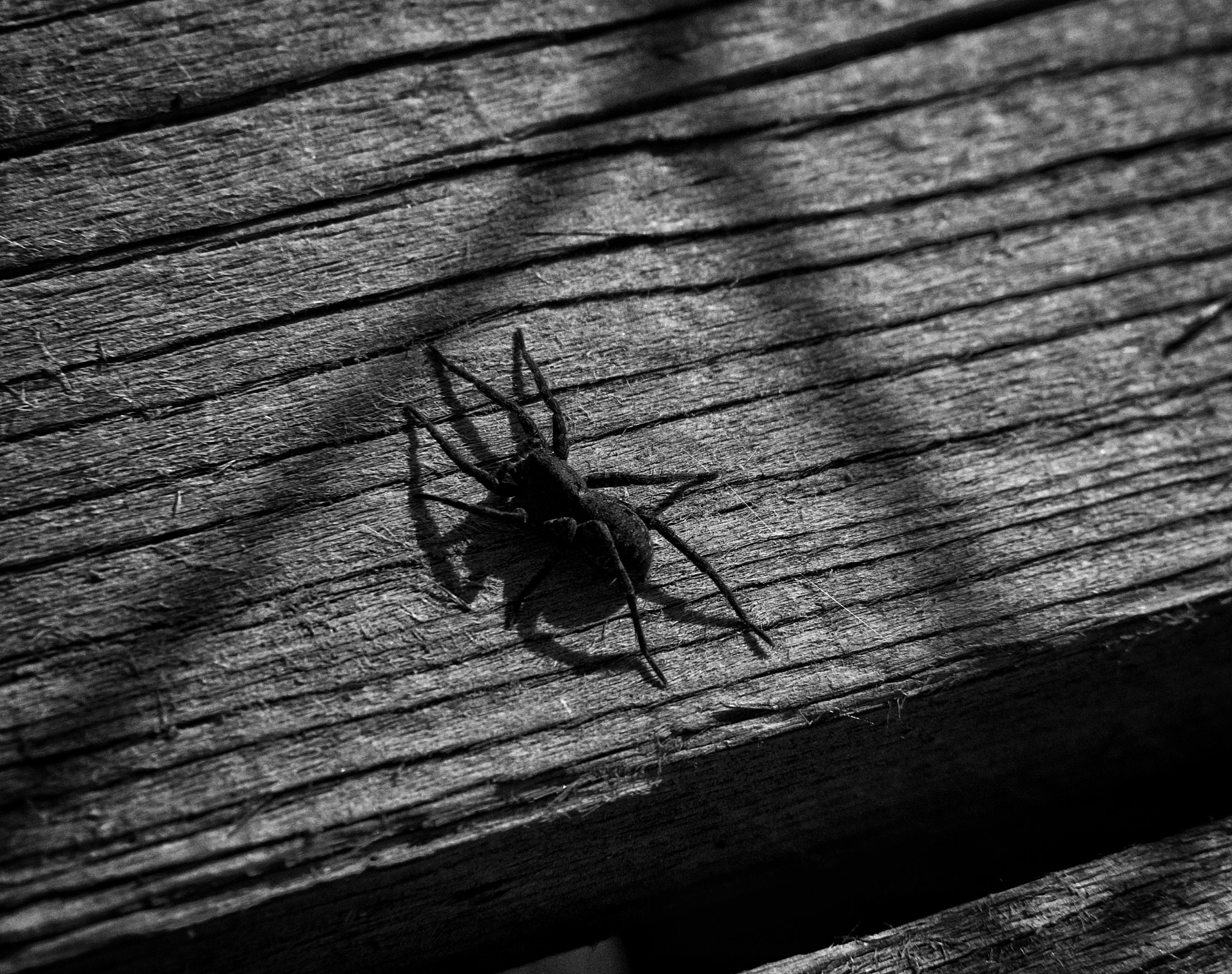 YI TECHNOLOGY M1 sample photo. Spider photography