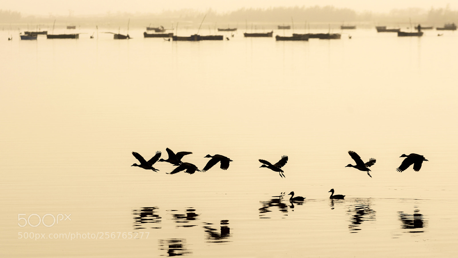 Nikon D600 sample photo. Flight of wild gooses photography