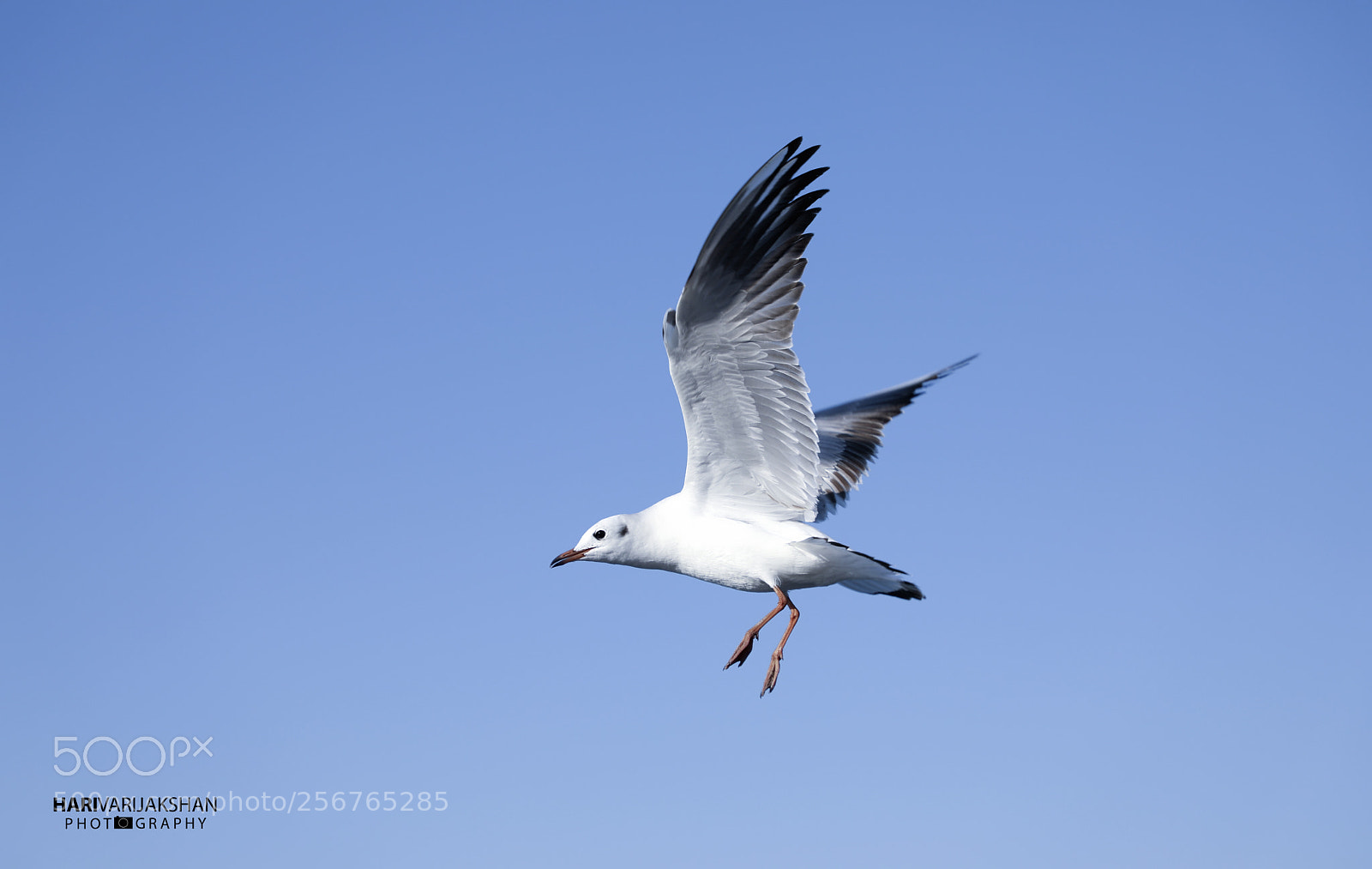 Canon EOS 5D Mark IV sample photo. A photography
