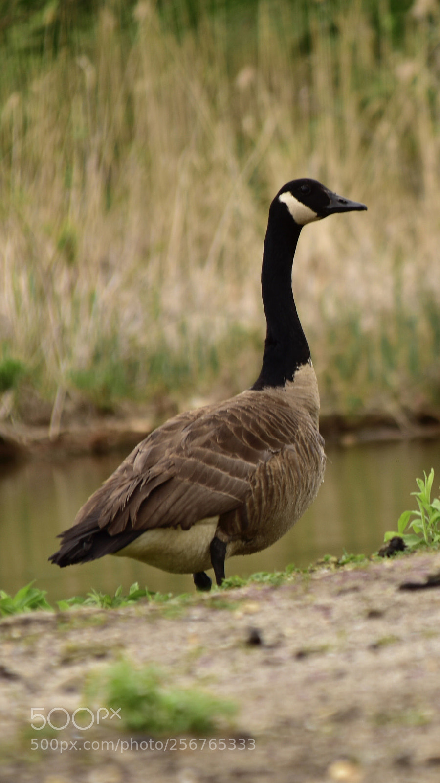 Nikon D3400 sample photo. Goose photography