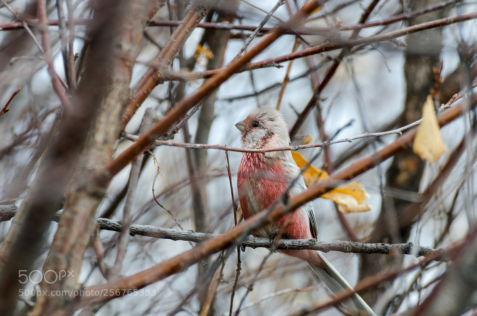Nikon D7000 sample photo. Long-tailed rosefinch photography