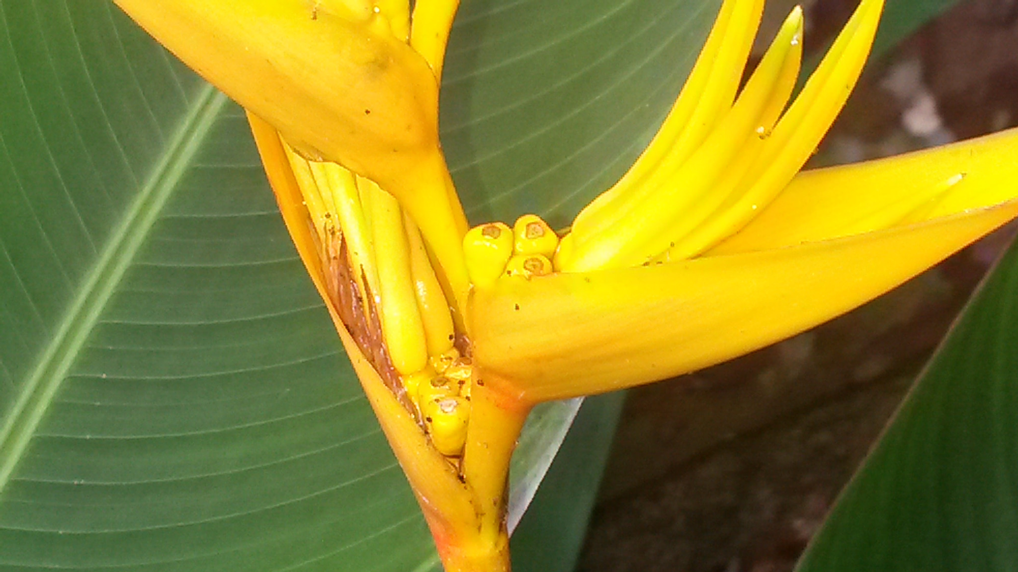 Samsung Galaxy S4 Active sample photo. Yellow spring flower in jamaica photography