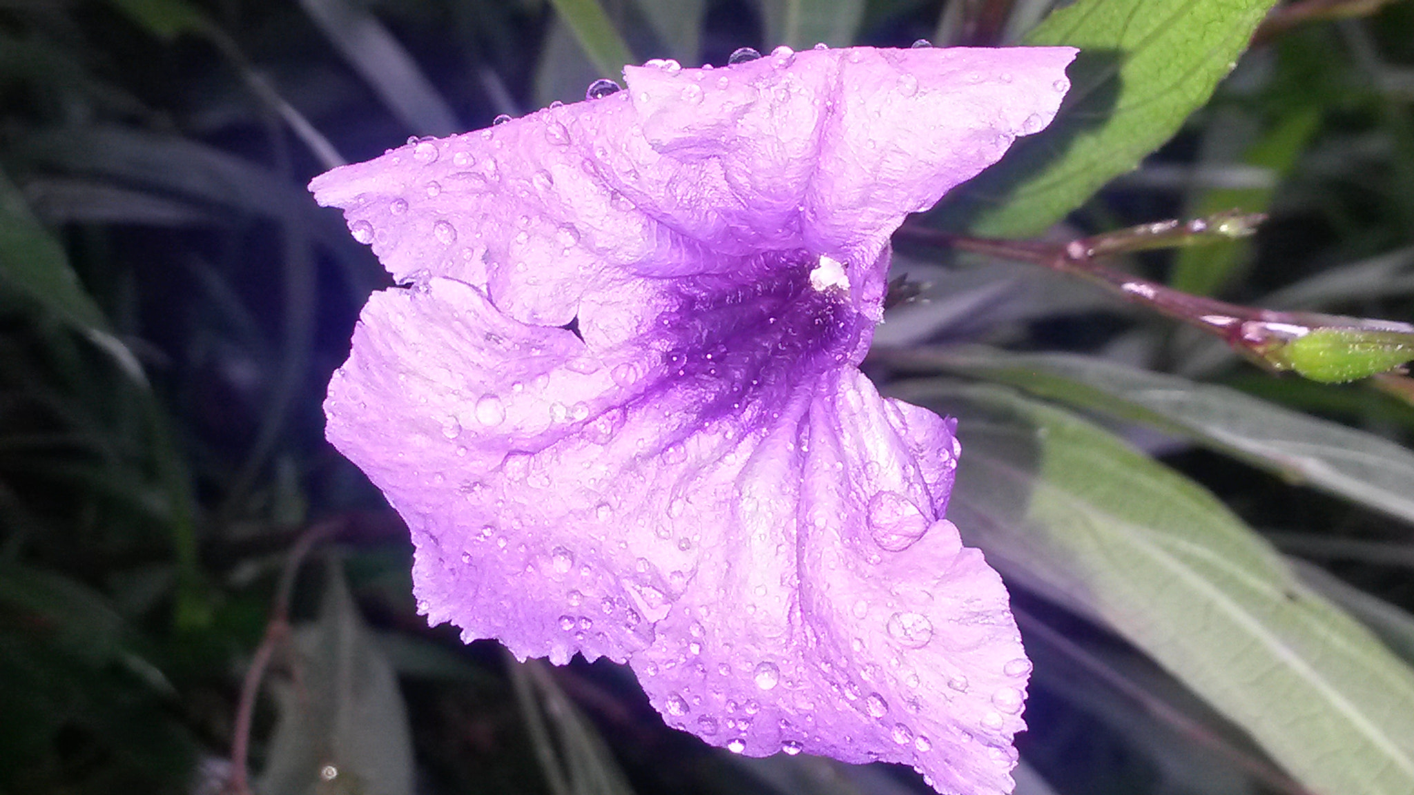 Samsung Galaxy S4 Active sample photo. Purple spring flower in jamaica photography
