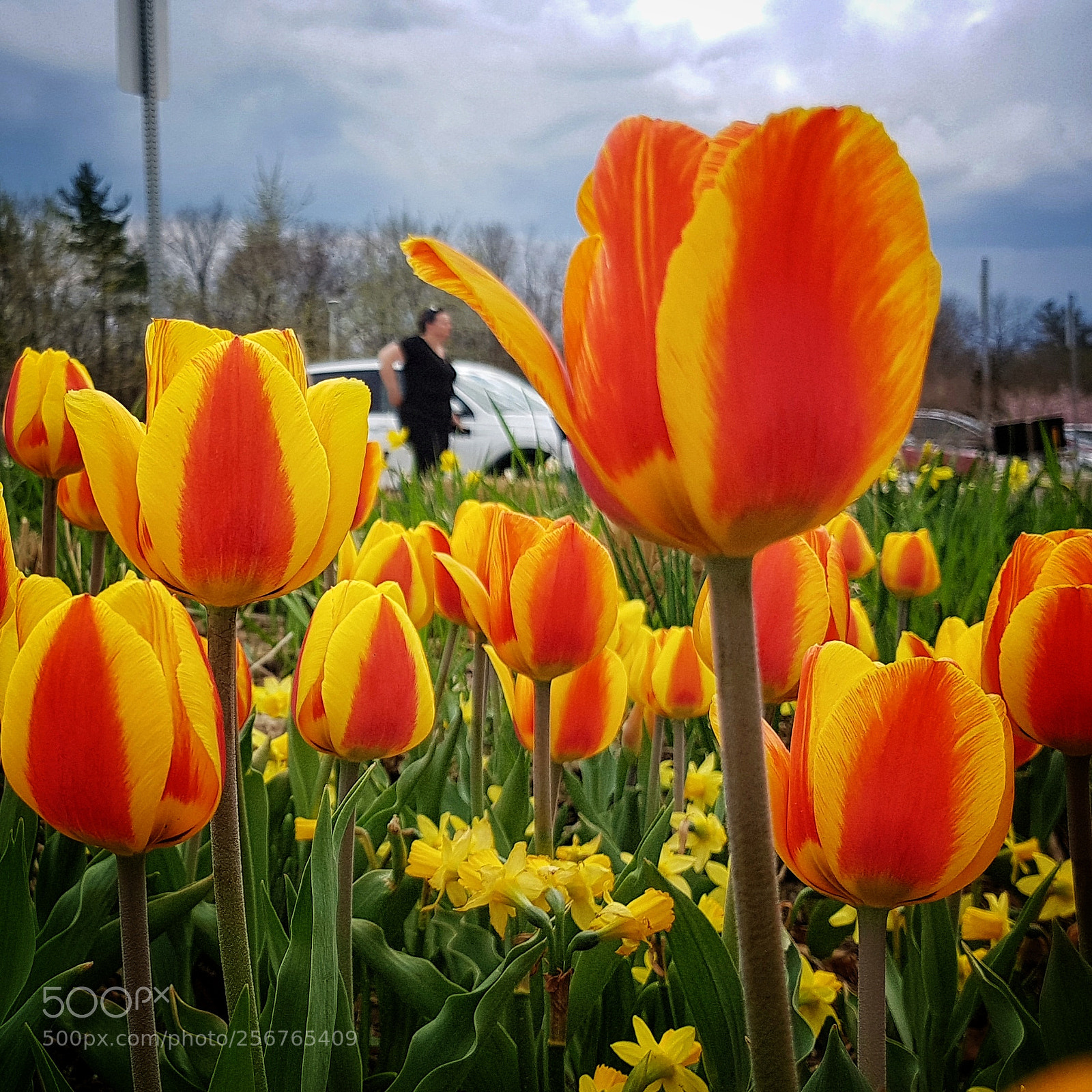 Samsung Galaxy S7 sample photo. Flower photography