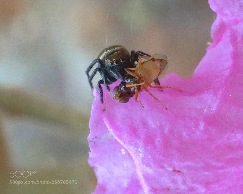 Sony a6000 sample photo. A willy-nilly hunter photography