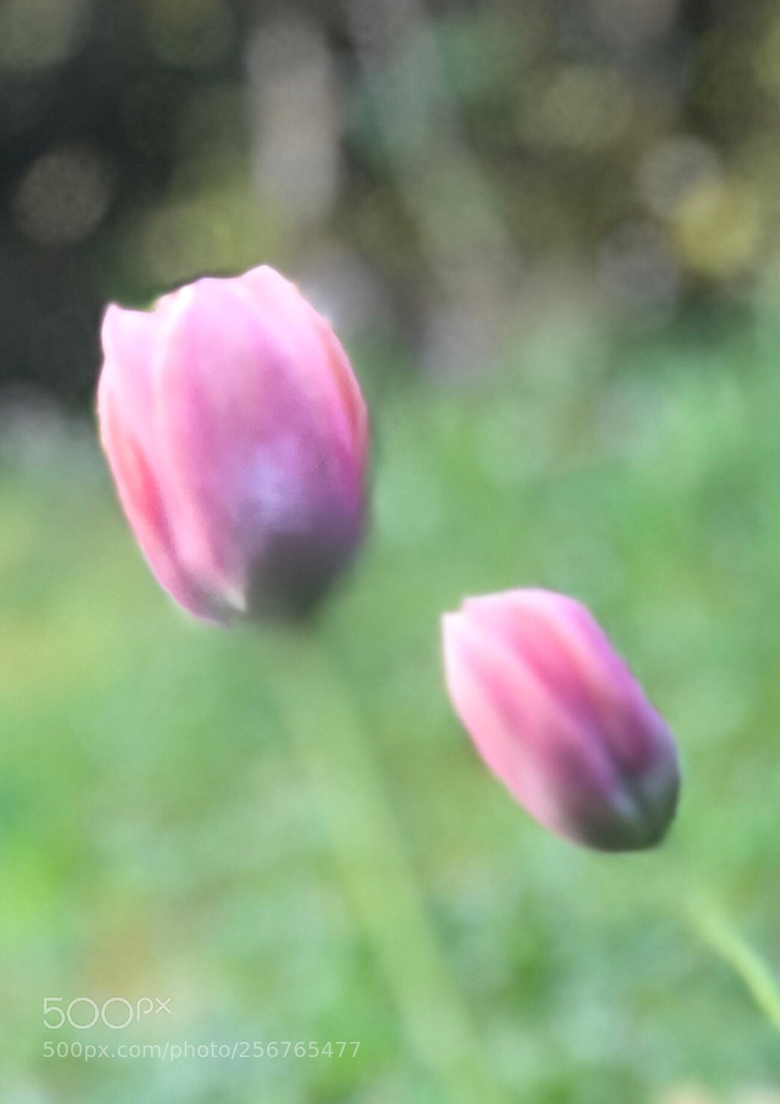 Apple iPhone X sample photo. Where are you coming photography