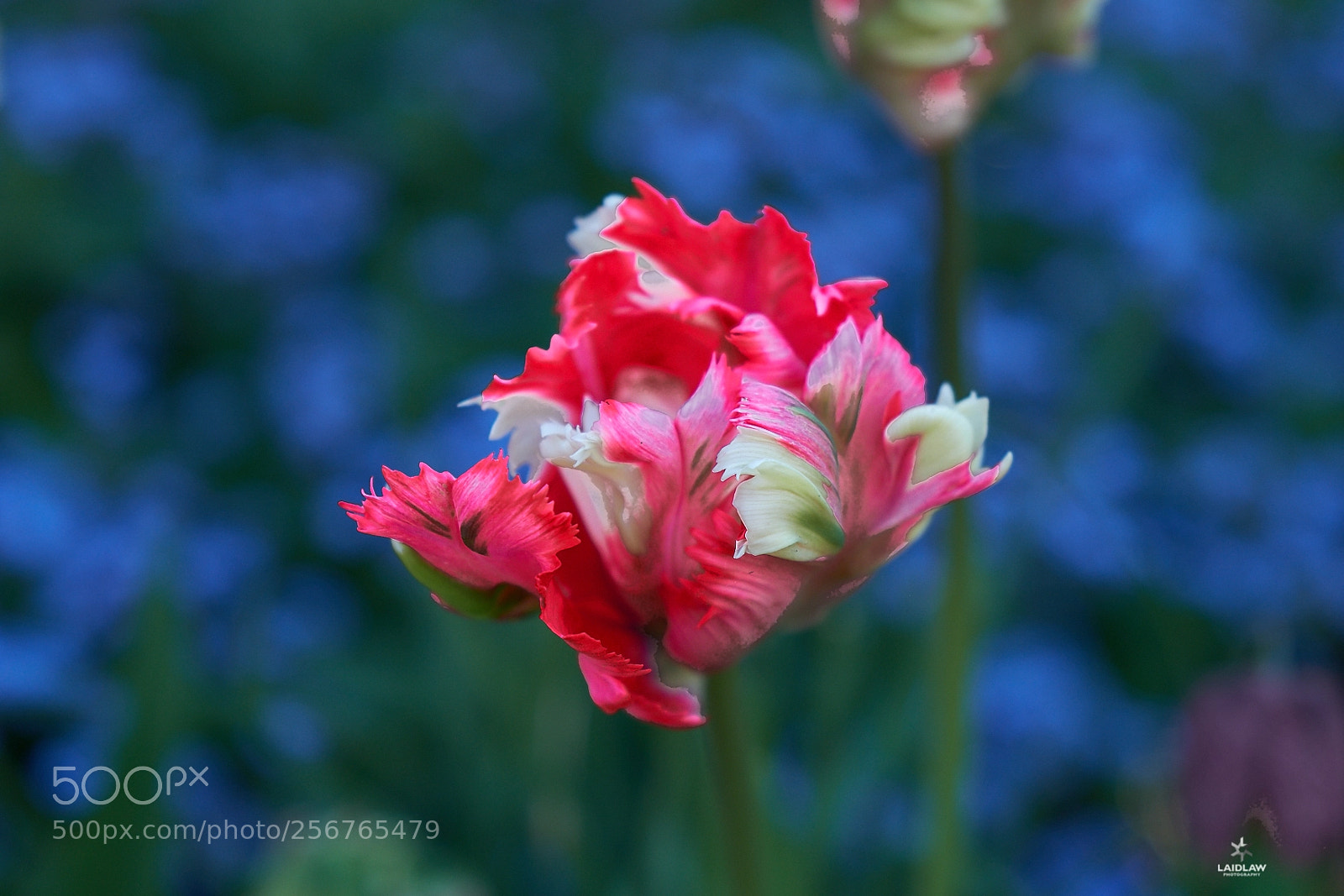 Fujifilm X-T2 sample photo. Tulips ii photography