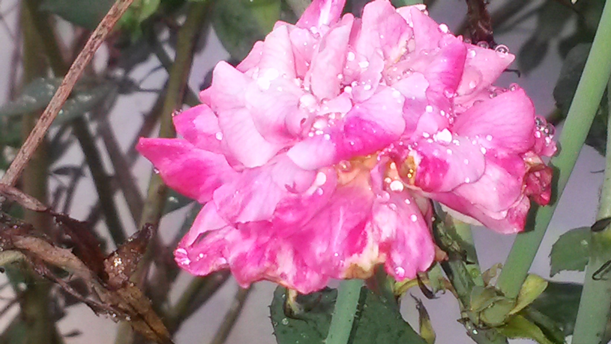 Samsung Galaxy S4 Active sample photo. Red spring flower in jamaica photography