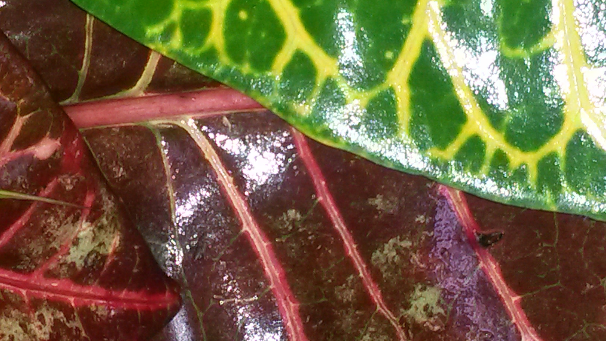 Samsung Galaxy S4 Active sample photo. Leaf closeup photography