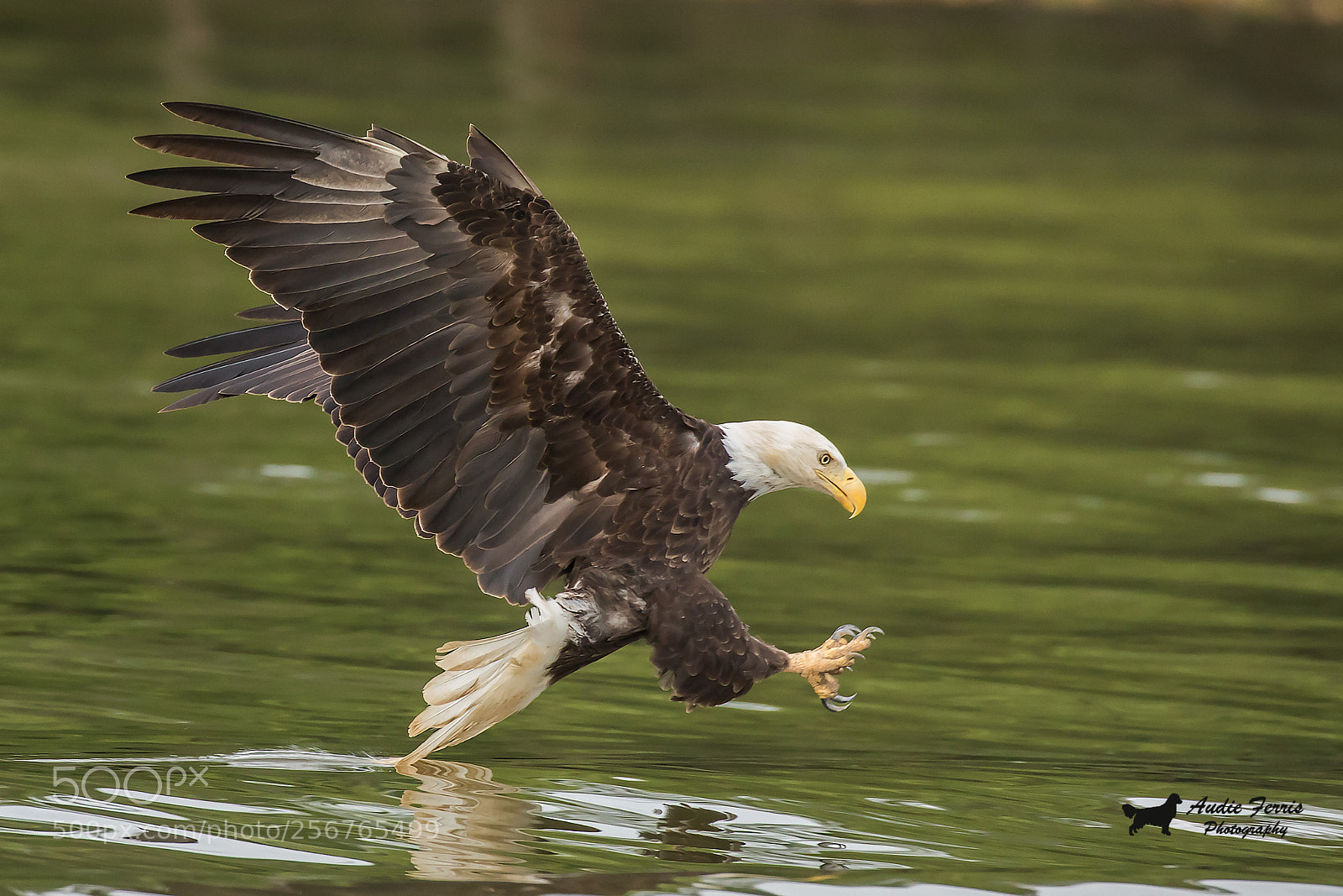 Canon EOS 5D Mark IV sample photo. Tail drag photography
