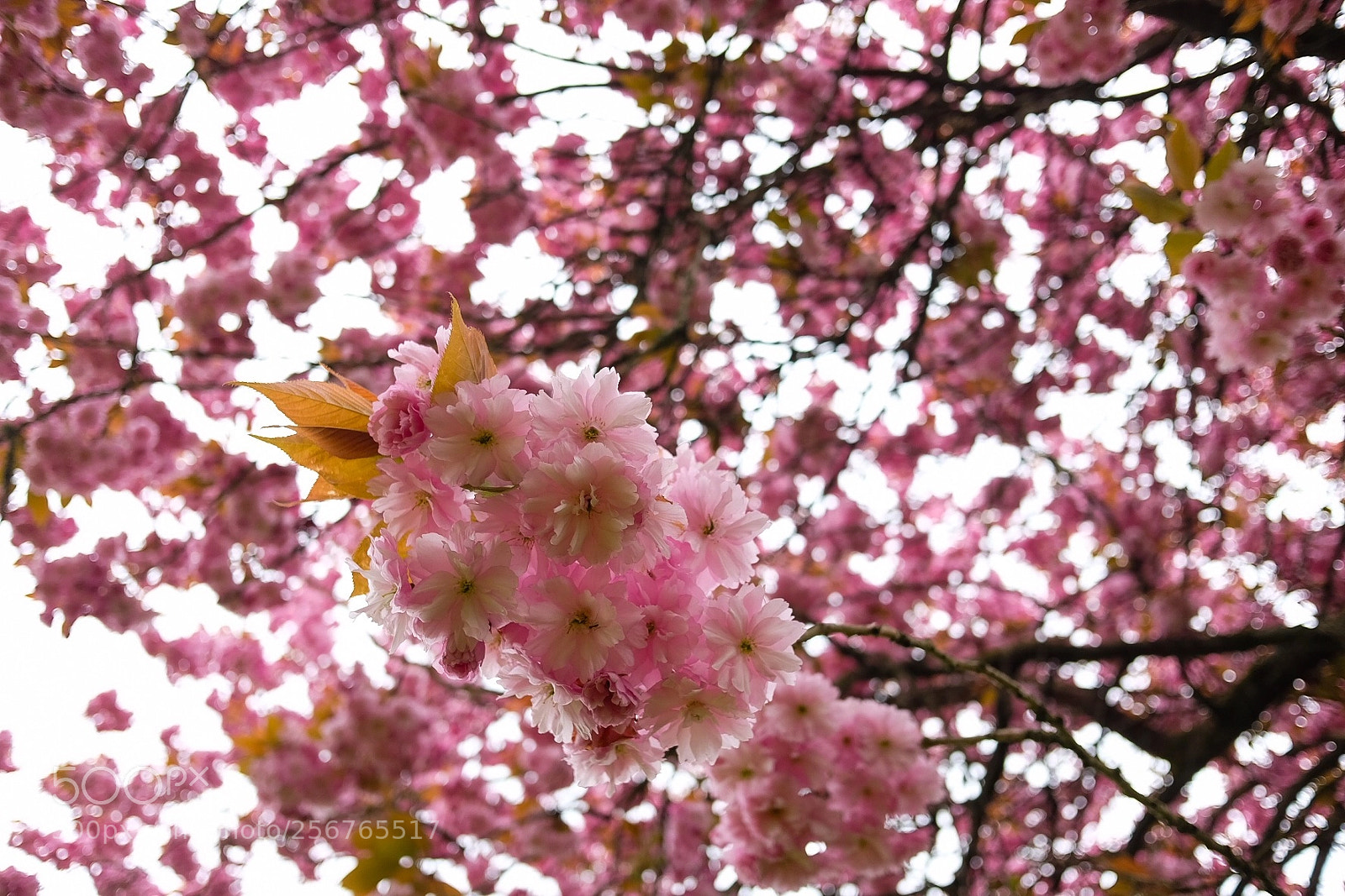 Fujifilm X70 sample photo. Cherry blossoms ? photography
