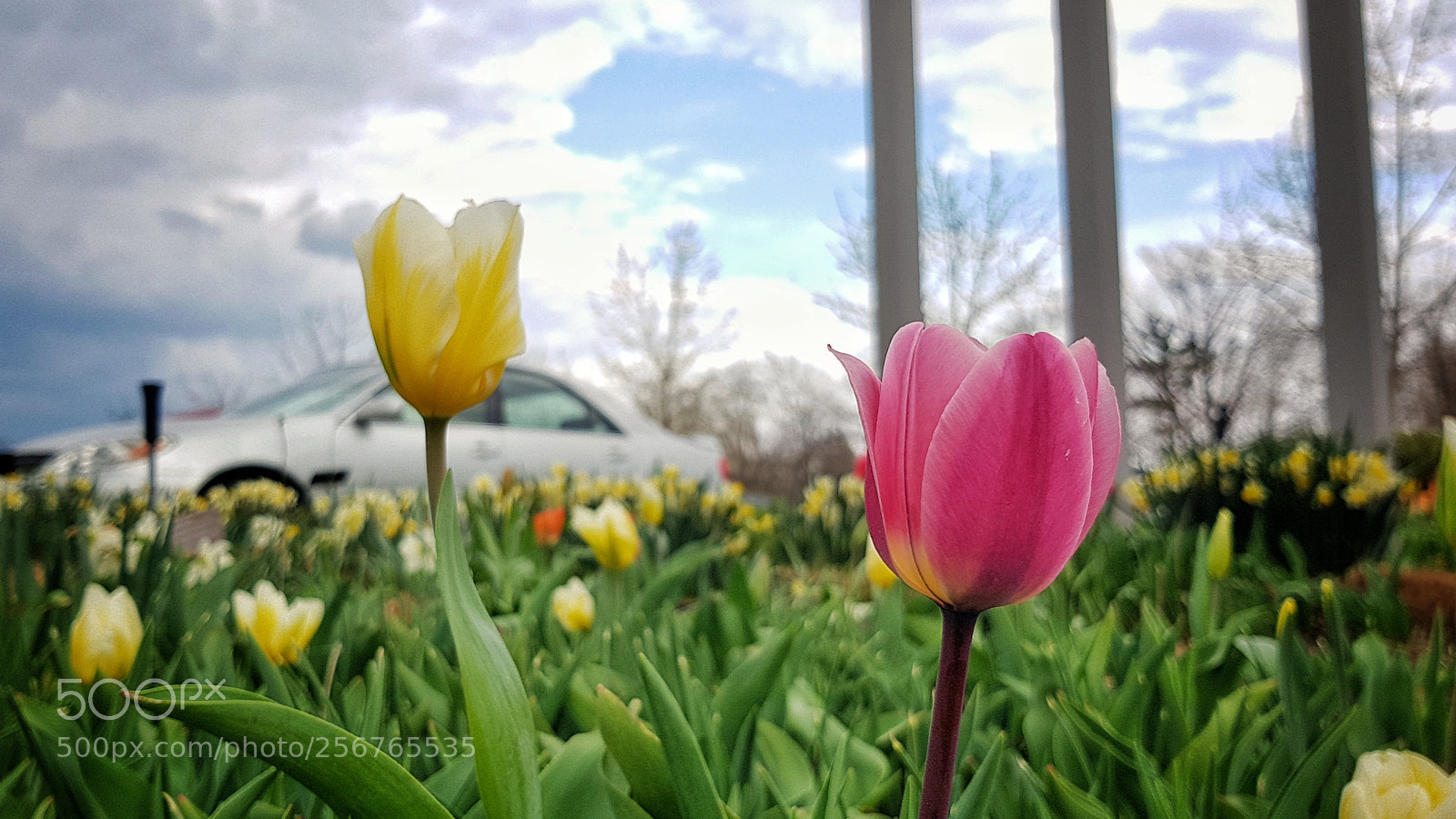 Samsung Galaxy S7 sample photo. Flower2 photography
