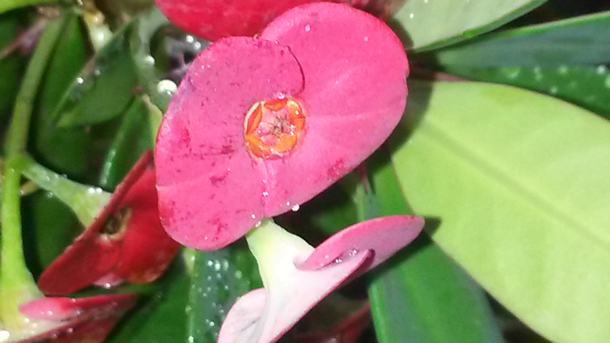 Samsung Galaxy S4 Active sample photo. Spring flower in jamaica photography